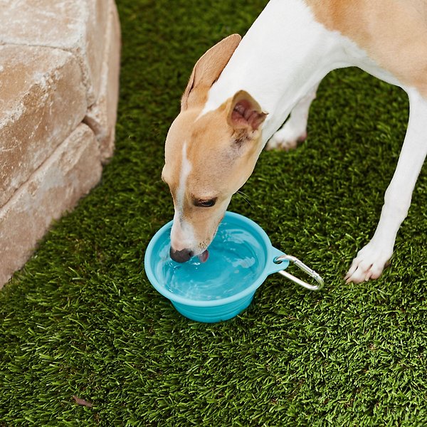 Show full view: Frisco Silicone Collapsible Travel Bowl with Carabiner, 1.5 Cup, Teal slide 5 of 7