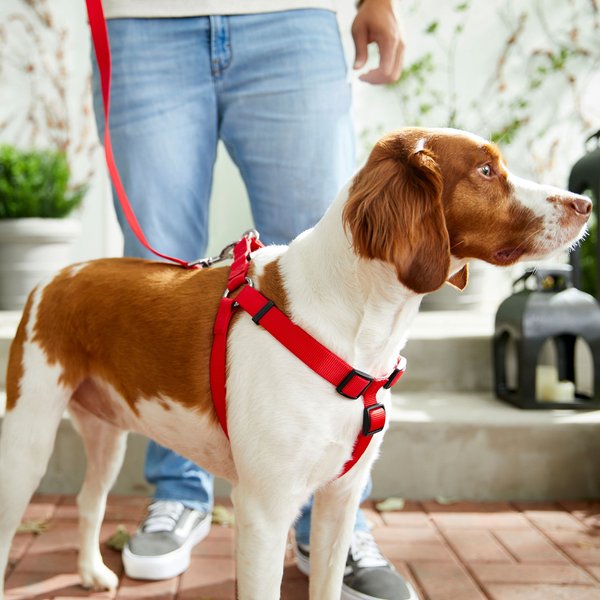 Show full view: Frisco Nylon Step In Back Clip Dog Harness, Red, Large: 26 to 38-in chest slide 5 of 7
