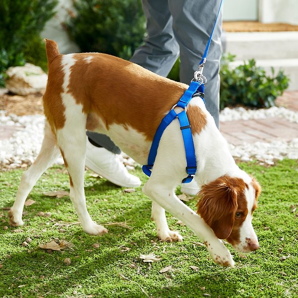 Show full view: Frisco Nylon Step In Back Clip Dog Harness, Blue, Large: 26 to 38-in chest slide 5 of 7
