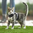 Show in main carousel: Frisco Wrap Cat Harness & Leash, Petite: 9 to 14-in chest slide 5 of 8
