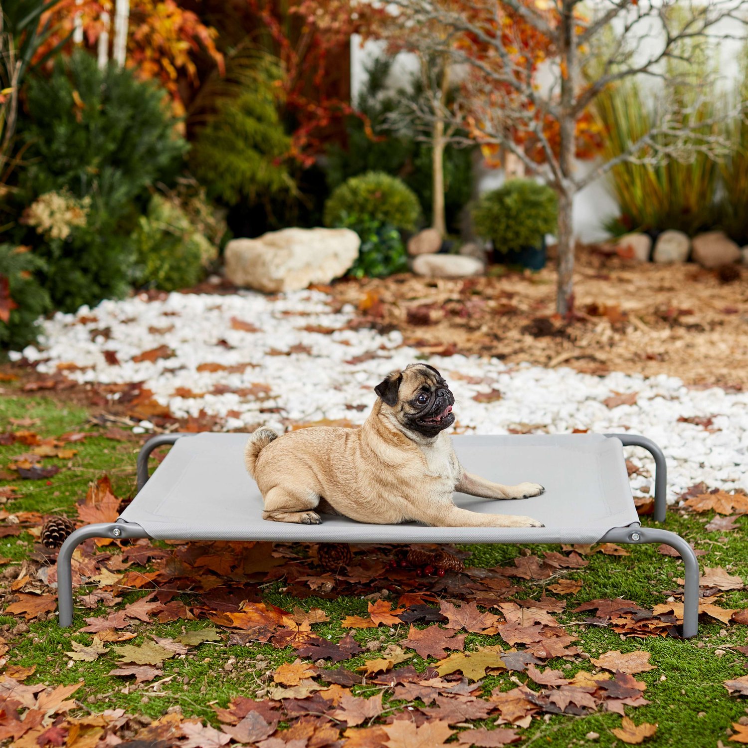 Frisco elevated shop pet bed assembly