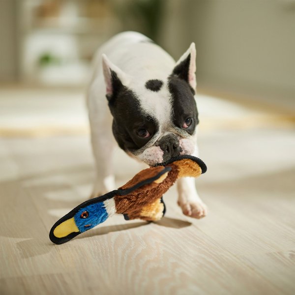 Show full view: Frisco Flat Plush Squeaking Duck Dog Toy, Small/Medium slide 3 of 5