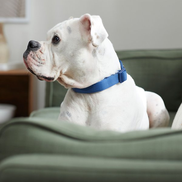 Show full view: Frisco Comfort Padded Dog Collar, True Navy, Medium - Neck: 14 - 20-in, Width: 3/4-in slide 5 of 7