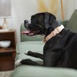 Show in main carousel: Frisco Comfort Padded Dog Collar, French Vanilla ( Soft Beige Pink), Large - Neck: 18 - 26-in, Width: 1-in slide 5 of 7
