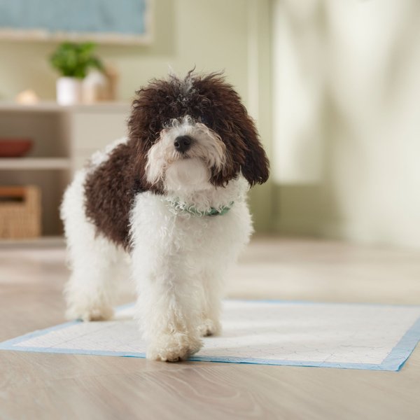 Show full view: Frisco Printed Dog Training & Potty Pads, 22 x 23-in, Unscented, 150 count, Mermaid Print slide 7 of 10