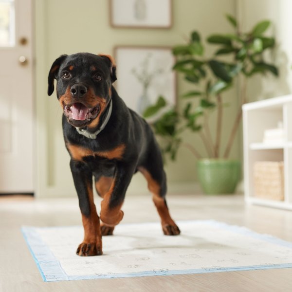 Show full view: Frisco Giant Printed Dog Training & Potty Pads, 27.5 x 44-in, Unscented, Dog Sketch Print, 50 count slide 7 of 10