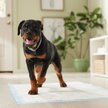 Show in main carousel: Frisco Giant Printed Dog Training & Potty Pads, 27.5 x 44-in, Unscented, Dog Sketch Print, 50 count slide 7 of 10