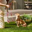 Show in main carousel: Frisco Pink Ombre Style Dog Leash, Small - Length: 6-ft, Width: 5/8-in slide 5 of 6