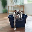 Show in main carousel: Frisco High Sided Cat Litter Box, Navy, Medium 18-in slide 1 of 5
