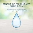 Show in main carousel: Blue Buffalo Homestyle Recipe Adult Natural Turkey Meatloaf Wet Dog Food, 354-g can, case of 12 slide 3 of 7