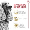 Show in main carousel: Royal Canin Breed Health Nutrition Cocker Spaniel Adult Dry Dog Food, 2.724-kg bag slide 2 of 9