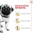 Show in main carousel: Royal Canin Breed Health Nutrition Pug Adult Dry Dog Food, 4.54-kg bag slide 2 of 9