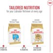 Show in main carousel: Royal Canin Breed Health Nutrition Labrador Retriever Puppy Dry Dog Food, 13.62-kg bag slide 12 of 17