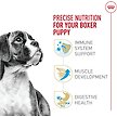 Show in main carousel: Royal Canin Breed Health Nutrition Boxer Puppy Dry Dog Food, 13.62-kg bag slide 2 of 9