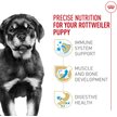 Show in main carousel: Royal Canin Breed Health Nutrition Rottweiler Puppy Dry Dog Food, 13.62-kg bag slide 2 of 9