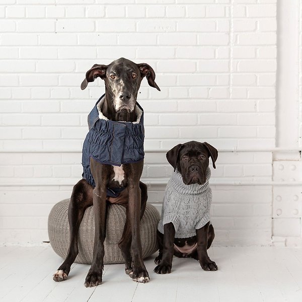 Show full view: GF Pet Elasto-Fit Denim Dog & Cat Jacket, X-Small slide 6 of 7