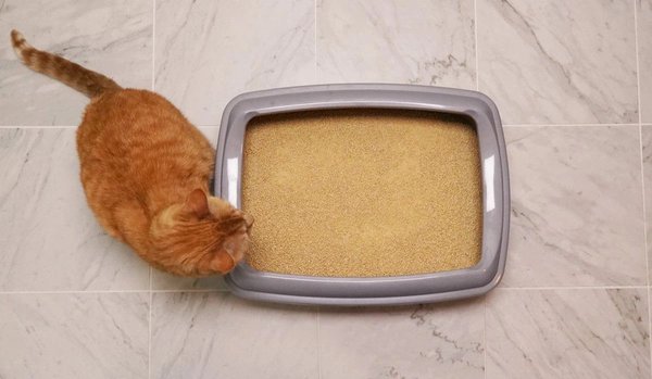 Show full view: World's Best Lavender Scented Corn Cat Litter, 12.7-kg bag slide 4 of 6