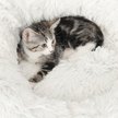 Show in main carousel: Catit Fluffy Bolster Cat Bed, White slide 3 of 4