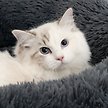 Show in main carousel: Catit Fluffy Bolster Cat Bed, Grey slide 3 of 3