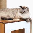 Show in main carousel: Catit Vesper High Base 133-cm Cat Tree slide 4 of 8
