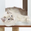 Show in main carousel: Catit Vesper High Base 158-cm Cat Tree slide 6 of 9