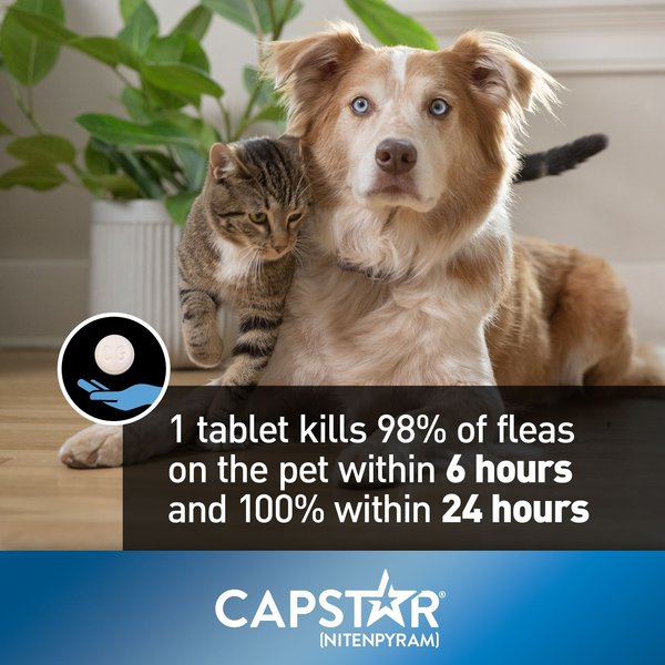 Show full view: Capstar Daily Oral Flea Treatment for Dogs & Cats, 1 to 11 kg, 6 doses slide 4 of 8