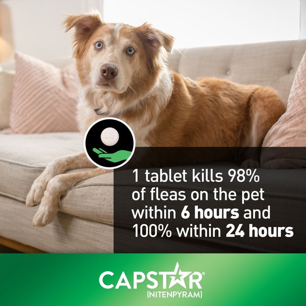 Show full view: Capstar Daily Oral Flea Treatment for Dogs, 11 to 57 kg, 6 doses slide 4 of 7
