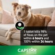 Show in main carousel: Capstar Daily Oral Flea Treatment for Dogs, 11 to 57 kg, 6 doses slide 4 of 7