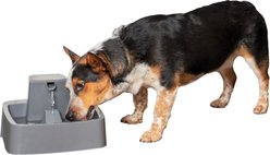 PetSafe Drinkwell Cat & Dog Waterer, 3.7-L