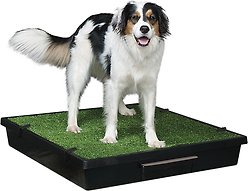 PetSafe Pet Loo Portable Indoor & Outdoor Dog Potty, Large