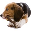 Show in main carousel: Nylabone Strong Chew Stick Maple Bacon Flavor Chew Dog Toy slide 3 of 12