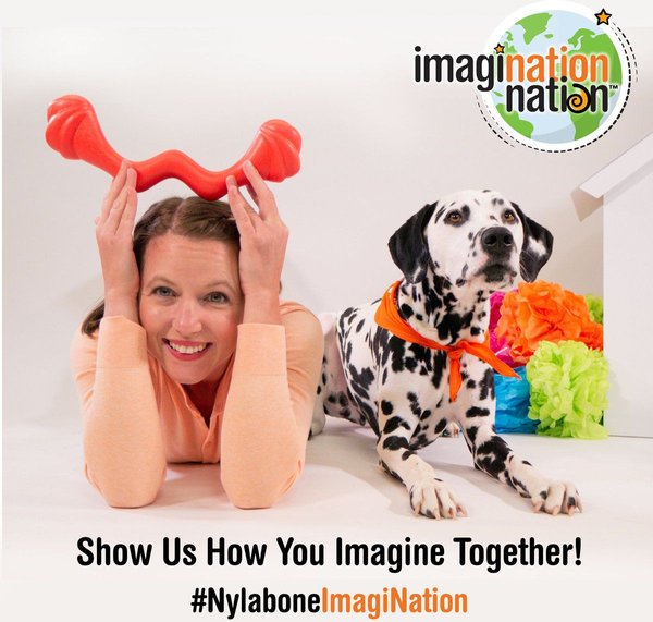 Show full view: Nylabone Creative Play Springa Interactive Dog Toy slide 8 of 10