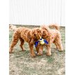 Show in main carousel: Nylabone Power Play Fling-a-Bounce Ball Dog Toy, Large slide 3 of 10