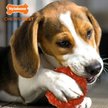 Show in main carousel: Nylabone Strong Chew Ring Beef Flavor Chew Dog Toy slide 3 of 9