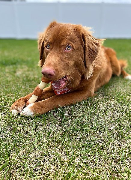 Show full view: Nylabone Shish Kabob Alternative Power Chew Chicken Jerky Flavor Chew Dog Toy, Souper slide 7 of 12