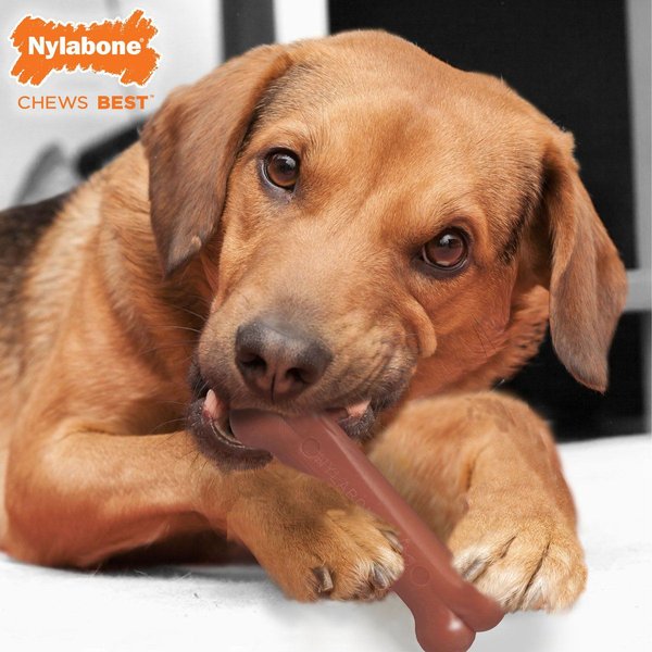 Show full view: Nylabone Power Chew Classic Twin Pack Bacon & Chicken Flavor Durable Chew Dog Toy, Medium slide 4 of 11
