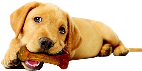 Show full view: Nylabone Puppy Chew Chicken Flavored Chew Dog Toy slide 8 of 11