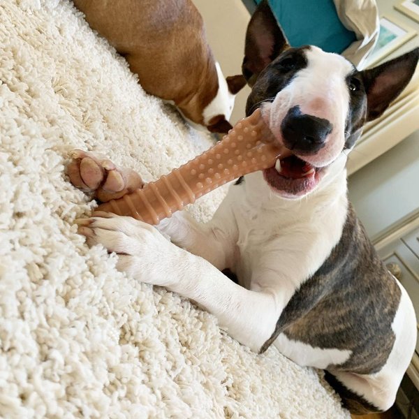 Show full view: Nylabone Power Chew Bacon Flavored Durable Chew Dog Toy, X-Large slide 3 of 11