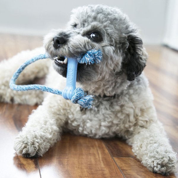 Show full view: KONG Puppy Goodie Bone with Rope Dog Toy, Color Varies slide 3 of 4