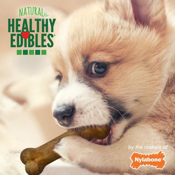 Show full view: Nylabone Healthy Edibles Puppy Turkey & Sweet Potato Flavour Petite Bone Dog Treats, 8 count slide 4 of 10