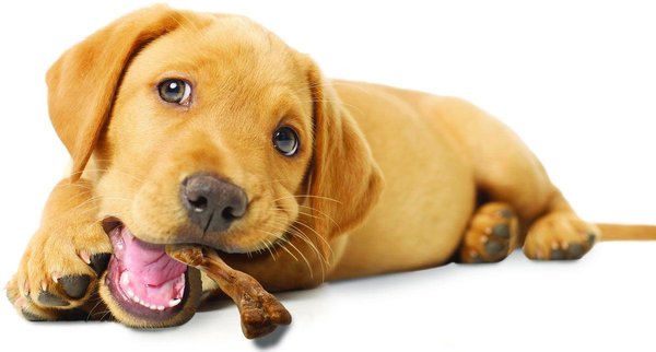 Show full view: Nylabone Healthy Edibles Wild Turkey Puppy Bone Dog Treats, 4 count slide 5 of 8