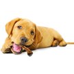 Show in main carousel: Nylabone Healthy Edibles Wild Turkey Puppy Bone Dog Treats, 4 count slide 5 of 8