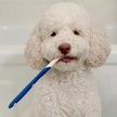 Show in main carousel: Nylabone Advanced Oral Care Original Flavor Dog Dental Kit slide 2 of 10