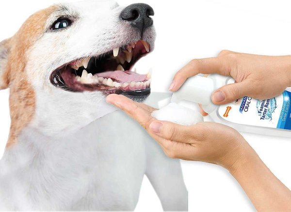 Show full view: Nylabone Advanced Oral Care Dog Dental Foam, 3-oz bottle slide 8 of 10
