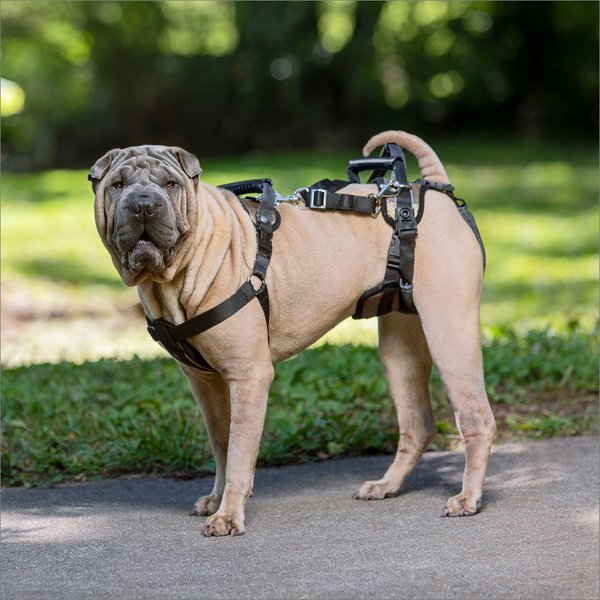 Show full view: PetSafe CareLift Handicapped Support Dog Harness, Medium slide 6 of 9
