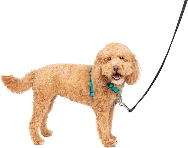 Petsafe 3 in 1 harness best sale