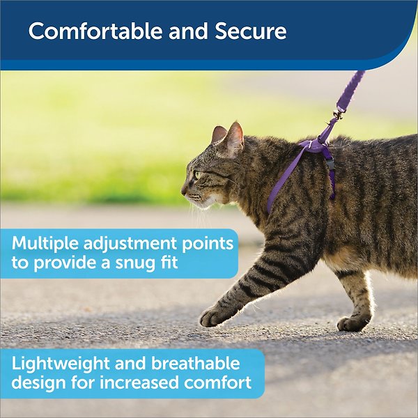 Show full view: PetSafe Come with Me Kitty Nylon Cat Harness & Bungee Leash, Large: 13 to 18-in chest slide 3 of 9