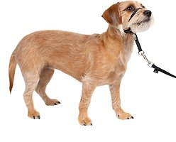 PetSafe Easy Walk No Pull Dog Headcollar, Small