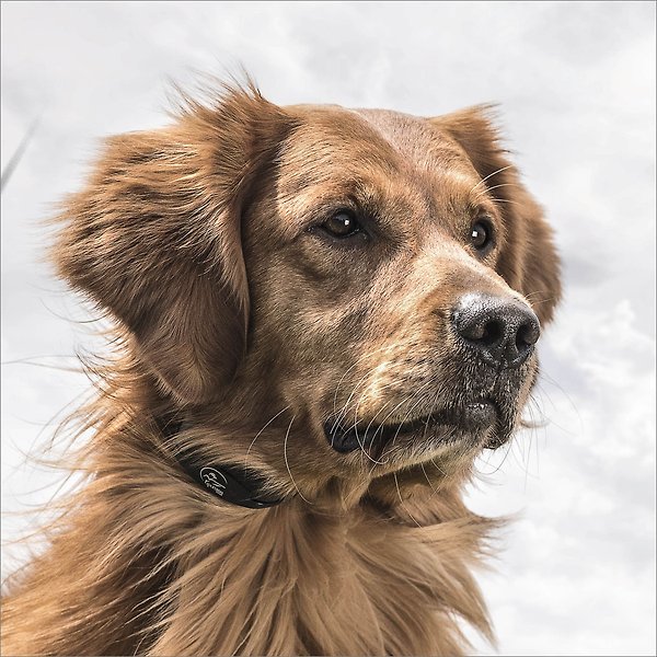 Show full view: SportDOG YardTrainer 100S Waterproof Training Dog Collar slide 4 of 10