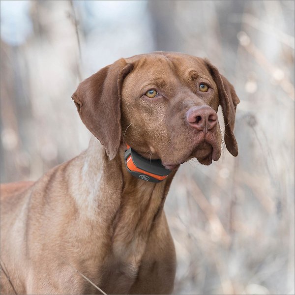 Show full view: SportDOG SportTrainer 575E Remote Training Dog Collar slide 5 of 9